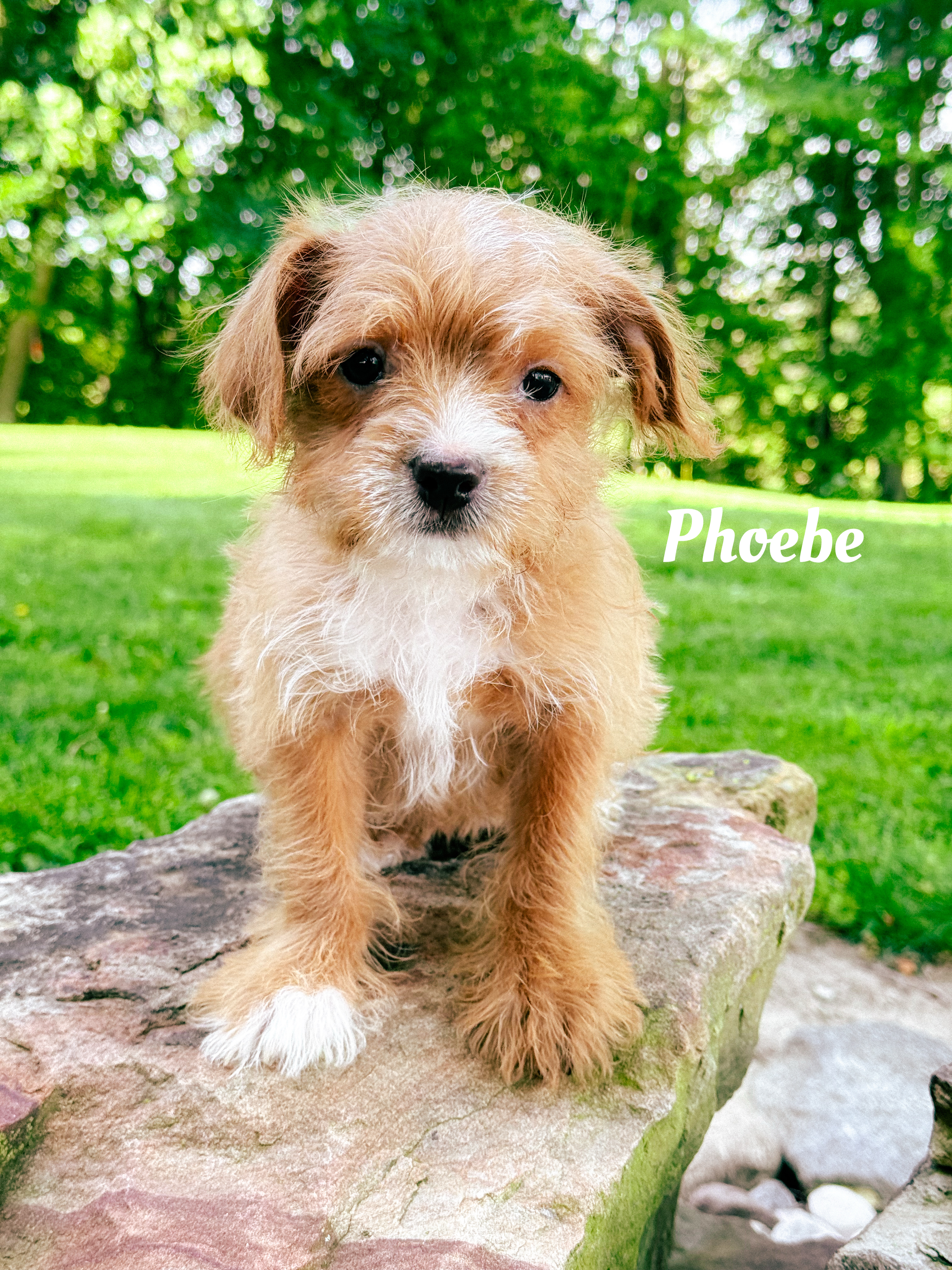 Phoebe 1